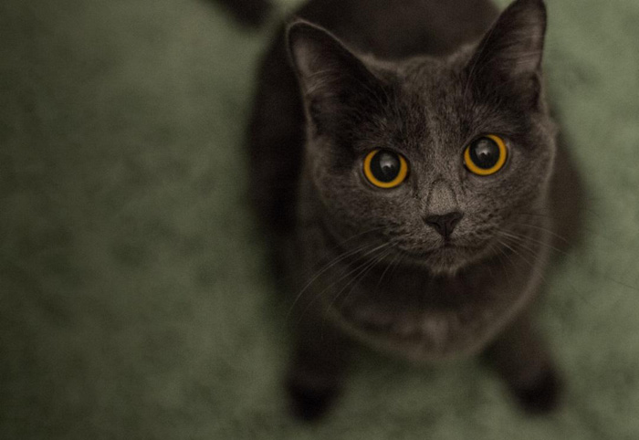 Kot w obiektywie - jak robić zdjęcia kotom?
